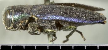 Media type: image;   Entomology 8121 Aspect: habitus lateral view